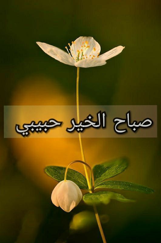 صور صباح الخير 1